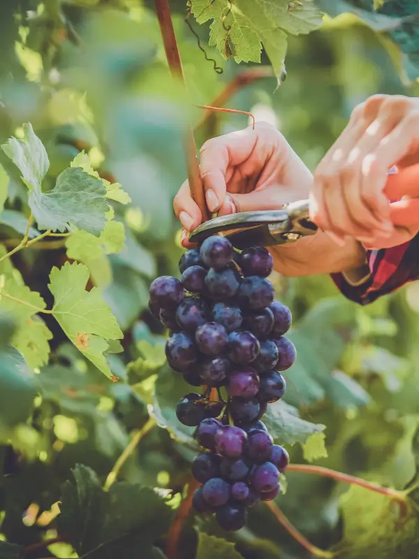 A close-up of plump, sunlit grapes on the vine during the grape harvest season in Italy, capturing the rich colours and textures of autumn in a vineyard.