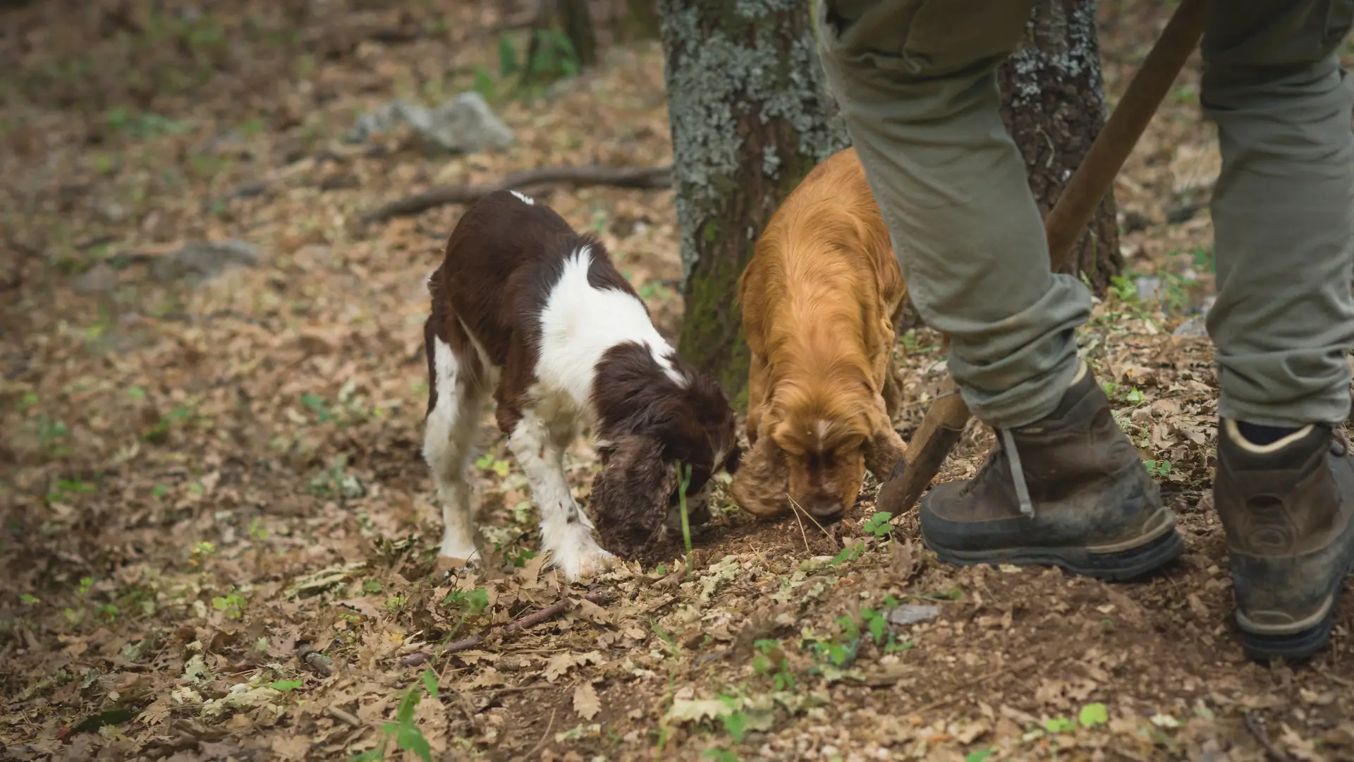 Two dogs sniffing out truffles in a forest, a unique and delightful activity for food lovers enjoying autumn escapes and seasonal breaks in Italy