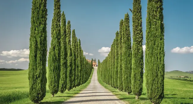 Scenic rows of cypress trees in Tuscany, perfect for a relaxing retirement holiday.