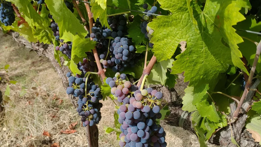 Ripe grapes on the vine in a Tuscan vineyard