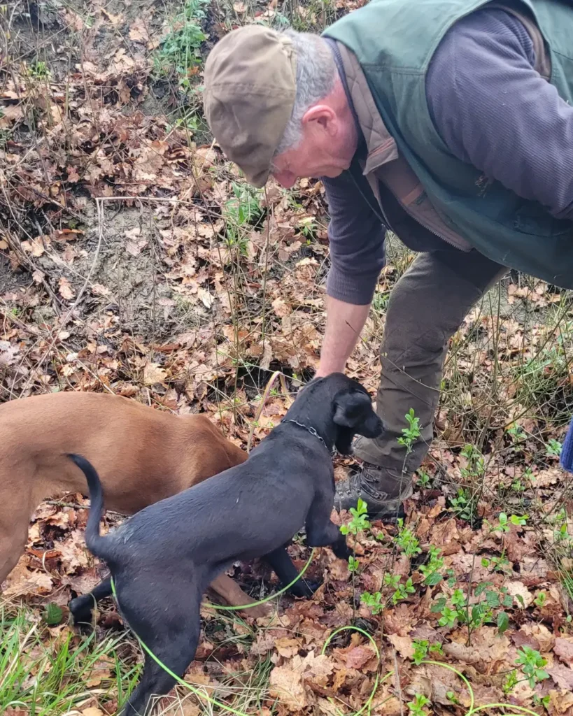 A truffle hunter and his dogs searching in woodland in Tuscany
