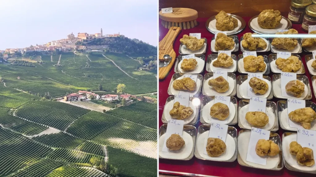Slow travel Italy itinerary featuring a panoramic view of the Langhe vineyards alongside a display of fresh white truffles for an exclusive tasting.