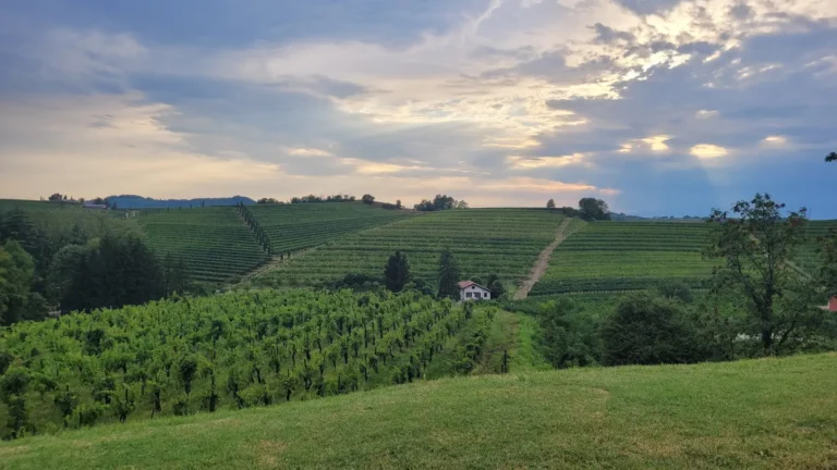 Italy travel planner fees explained by a Milan-based fee-only planner, Friuli vineyard landscape